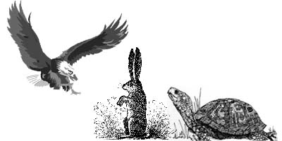 El águila, la coneja y la tortuga. Teby y Tib - Portal Infantil